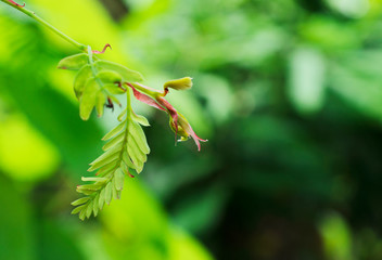 Green leaf pod macro close up on nature with bokeh lights backgrounds