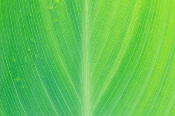 Abstract with Nature lines pattern of Green laef after raining macro close up backgrounds and texture