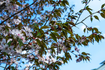 Beautiful Sakura blooms. Spring background