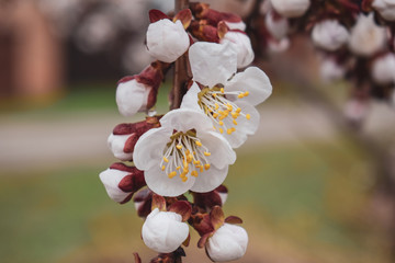 Apricot blossom. White flowers of fruit tree.
