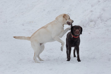 Two labrador retrievers puppies are playing on a white snow. Pet animals.