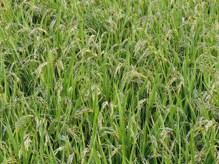 Obraz premium Pole ryżowe