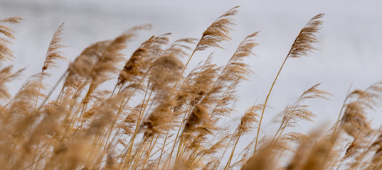 Reed grass in bloom, scientific name Phragmites australis, deliberately blurred, gently swaying in the wind on the shore of a pond