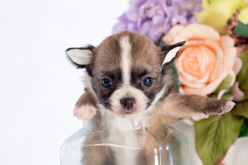 Puppy in a glass bottle On the white and plastic flowers