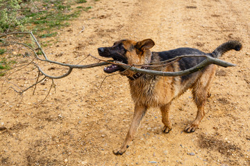 Joven perro de raza Pastor Alemán, jugando con la rama de un árbol.