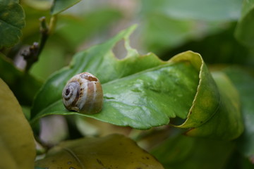 Snail on a leaf of a fruit tree.