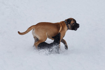 The little black mongrel aggressively attacks the bullmastiff puppy.