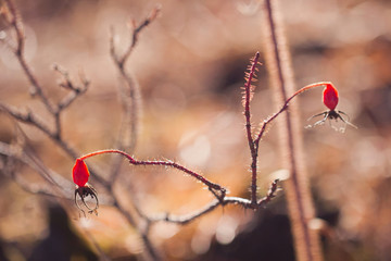 Red berries of wild rose on prickly branches in natural environment on a sunny day close up. Shriveled red berries of wild rose under the open sky against the background of sun glare in macro.