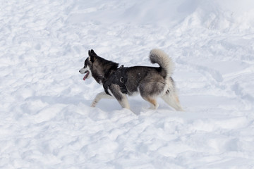 Naklejka premium Cute black and white siberian husky is running on a white snow. Pet animals.