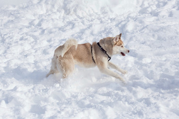 Cute siberian husky is playing on a white snow. Pet animals.