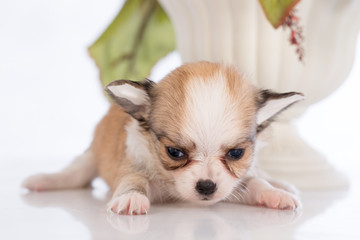 Puppy in a glass bottle On the white and plastic flowers