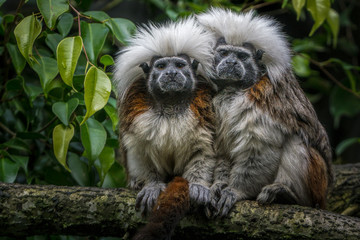 Two cute cotton-top tamarins with amazing furry hair on top of their heads sitting against each other.