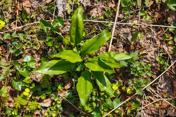 Ramson bush in the spring young forest