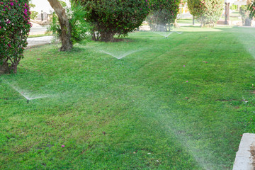 Fototapeta na wymiar Sprinkler in garden watering the lawn. Automatic watering lawns concept