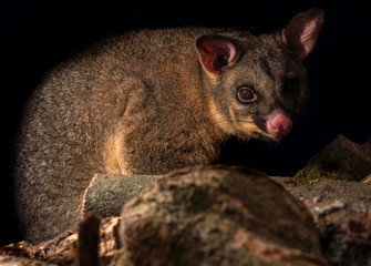 A close up of an Australian possum - a pest animal in New Zealand .