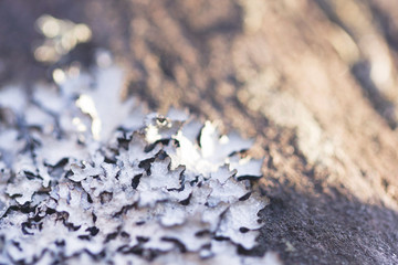 White lichen on the surface of the old tree in its natural environment. Forest lichen on a wooden surface in the rays of the sun.