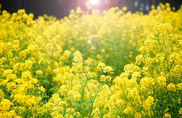 Effect Flare Light Foreground Focus Yellow Canola Flower Fields                          