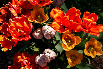 Tulpen draufsicht rot rosa