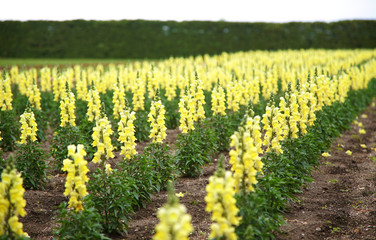 Line of Yellow Antirrhinum or Snapgradon Flowers in Field, Summer Season at Furano,  Japan                               