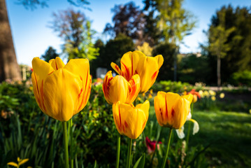 Obraz premium Park mit gelben Tulpen