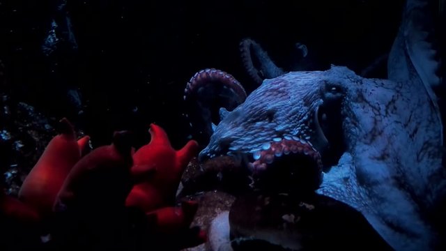 Octopus in the aquarium. Big red octopus in the dark water. Wildlife