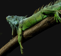 A long green iguana stretched out on a branch with amazing detailed scales and eye. 