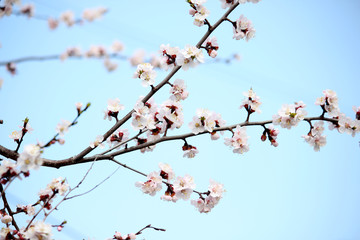 Spring flowers on a branch of apricot tree. Spring background of bare-breasted sky with a blossoming tree branch.