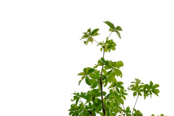 Tropical plant growing in a botanical garden on white isolated background for green foliage backdrop 