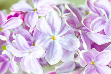 Lilac flowers blossom, closeup image. Floral motif wallpaper