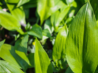 Ramson bush in the spring young forest