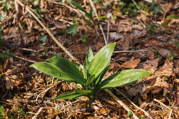Ramson grows in the spring young forest