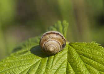 Small brown snail on green leaf. In daylight