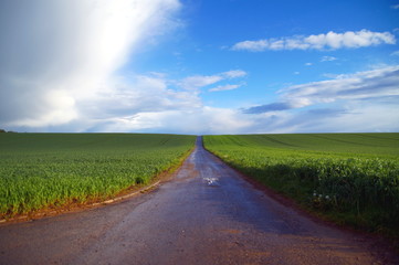 road in the middle of green fields or grassland
