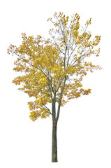 isolated maple tree in light gold fall leaves