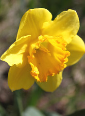 beautiful yellow Daffodil flowers garden