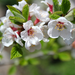 beautiful white flowers apple tree garden
