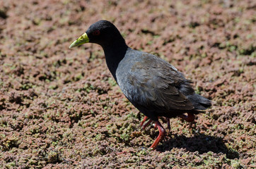 Râle à bec jaune,.Amaurornis flavirostra, Black Crake