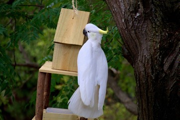 Sulphur crested cockatoo on a birdhouse and feeder