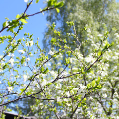 beautiful white flowers apple tree garden