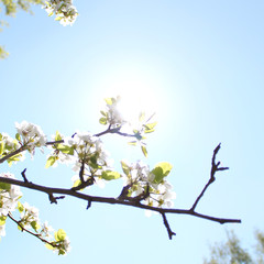 beautiful white flowers apple tree garden