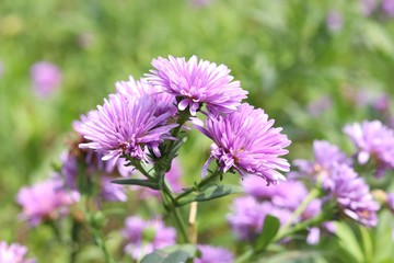 Obraz premium Flower