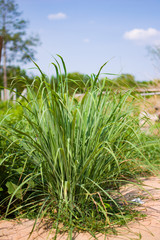Lemongrass or Lapine or West Indian were planted on the ground. It is a shrub, its leaves are long and slender green
