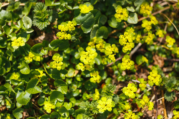 Yellow water flowers in the spring forest