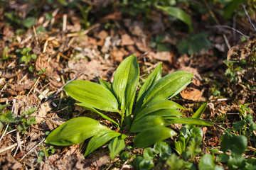Ramson bush in the spring young forest