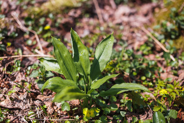 Ramson bush in the spring young forest
