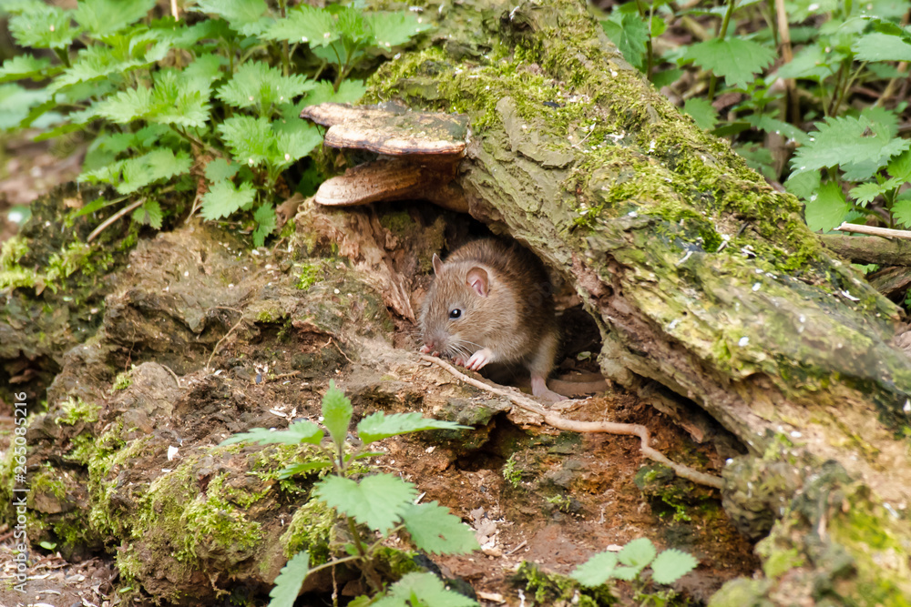 Poster a close up of a young rat as it emerges from a under an old log in the forest