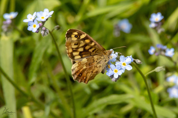 Speckled Wood Butterfly