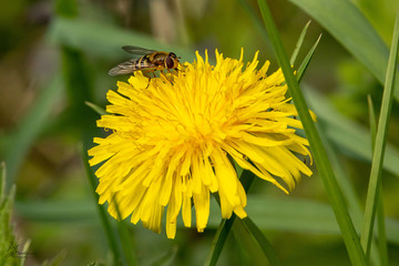 Hover fly on Dandelion