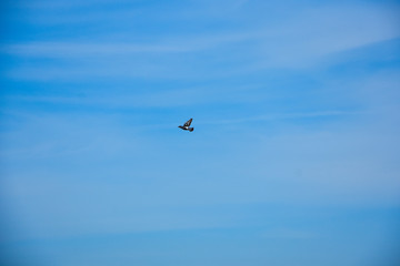 flying pigeon bird in action