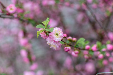  Pink spring sakura flowers on blurred background